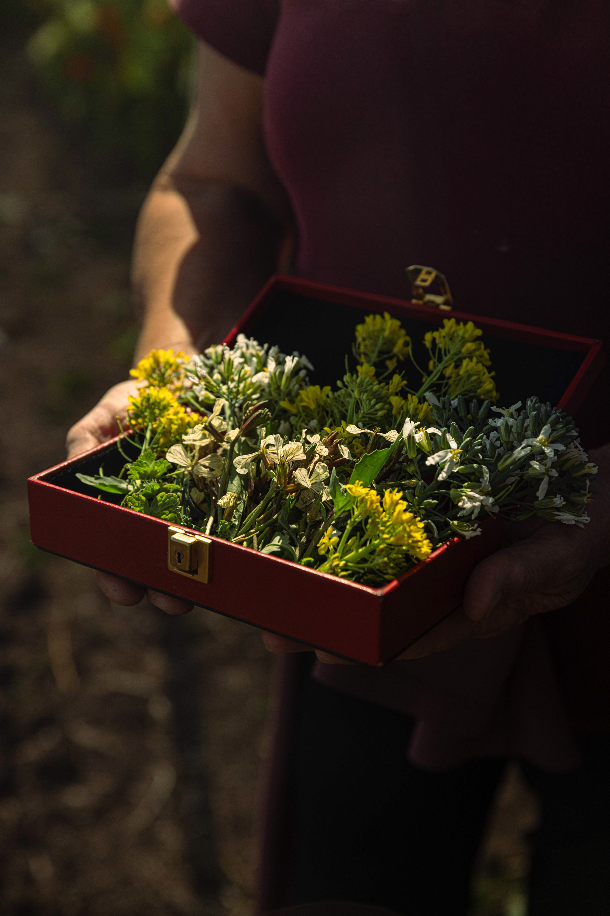 Raccolta di erbe spontanee e fiori eduli portata in cassetta dall'orto