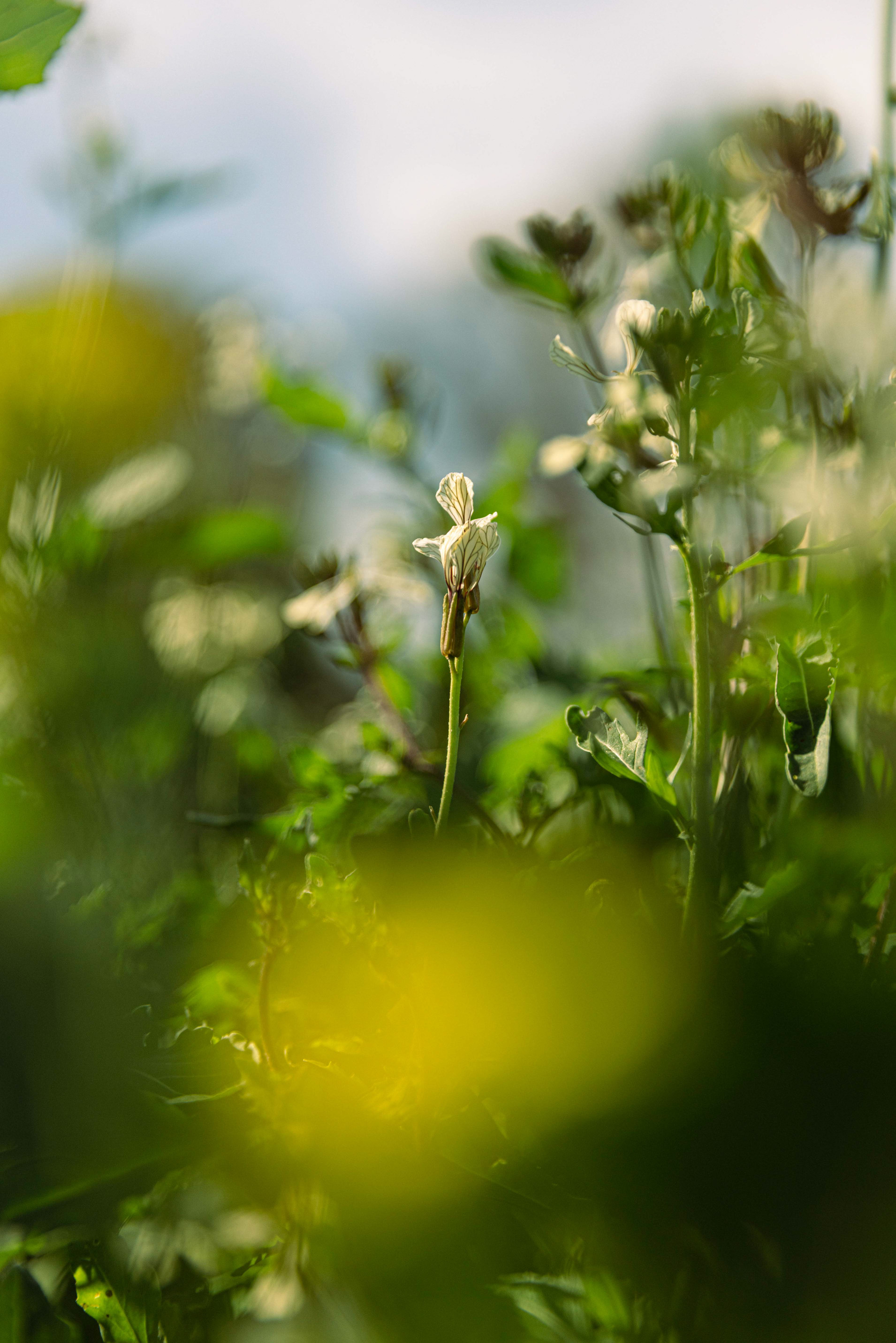 Fioritura spontanea nell'orto del ristorante, luce naturale — Materiaprima, Pontinia