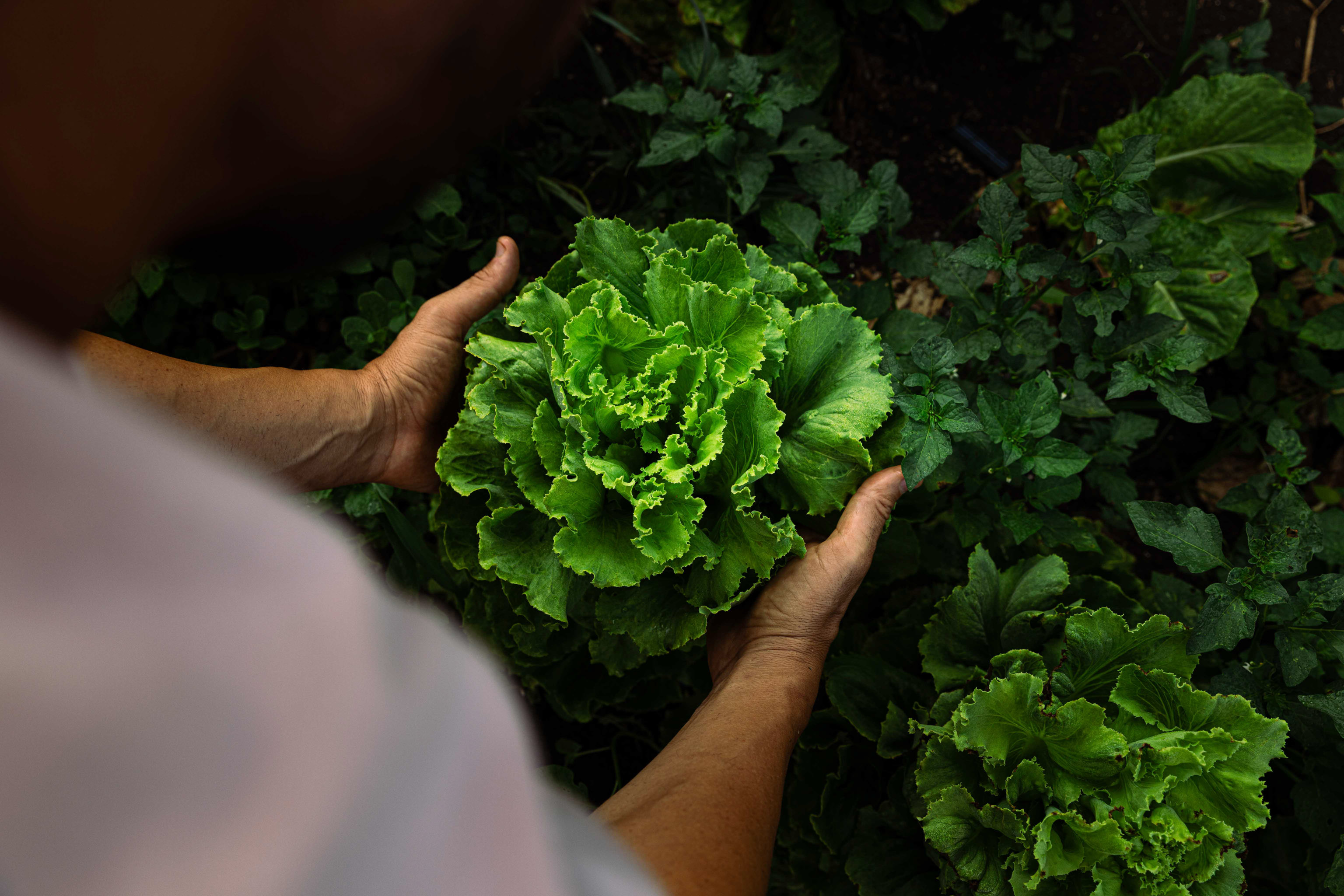Mani raccolgono un cespo di insalata dall'orto — Materiaprima, Pontinia