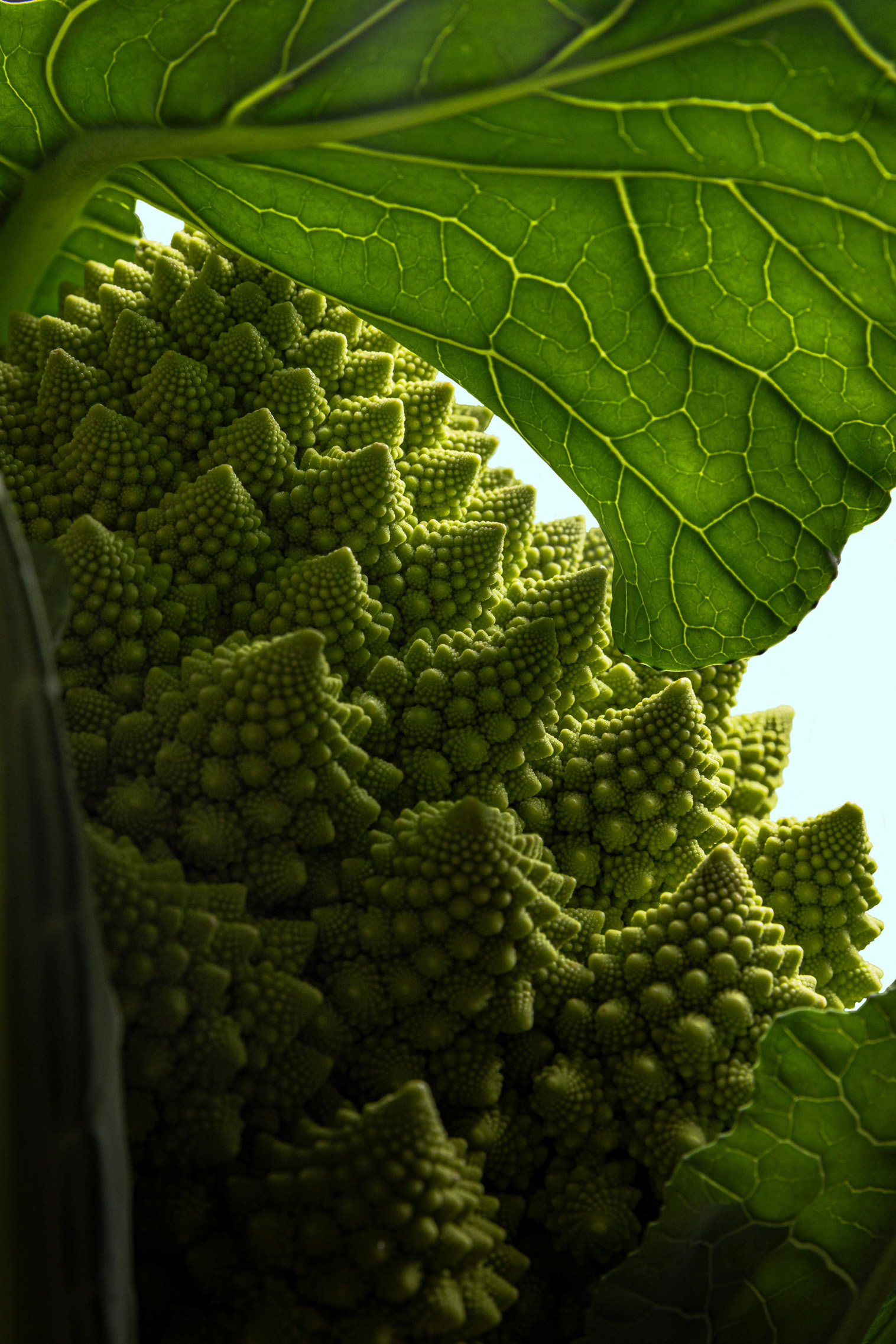 Cavolo romanesco controluce, dettaglio botanico dell'ingrediente