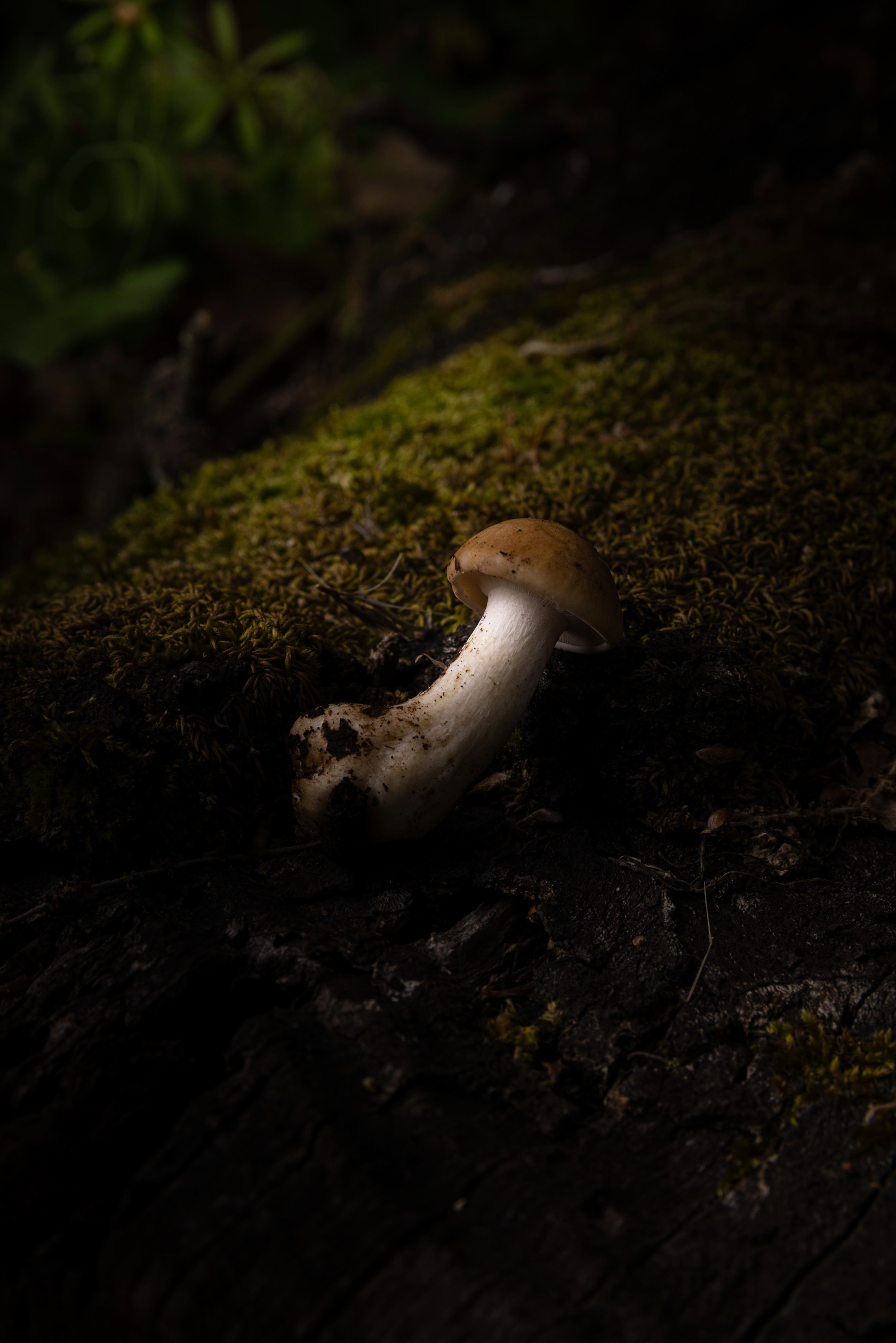 Fungo porcino nel sottobosco, materia prima nel suo ambiente — Torrepani, Sezze