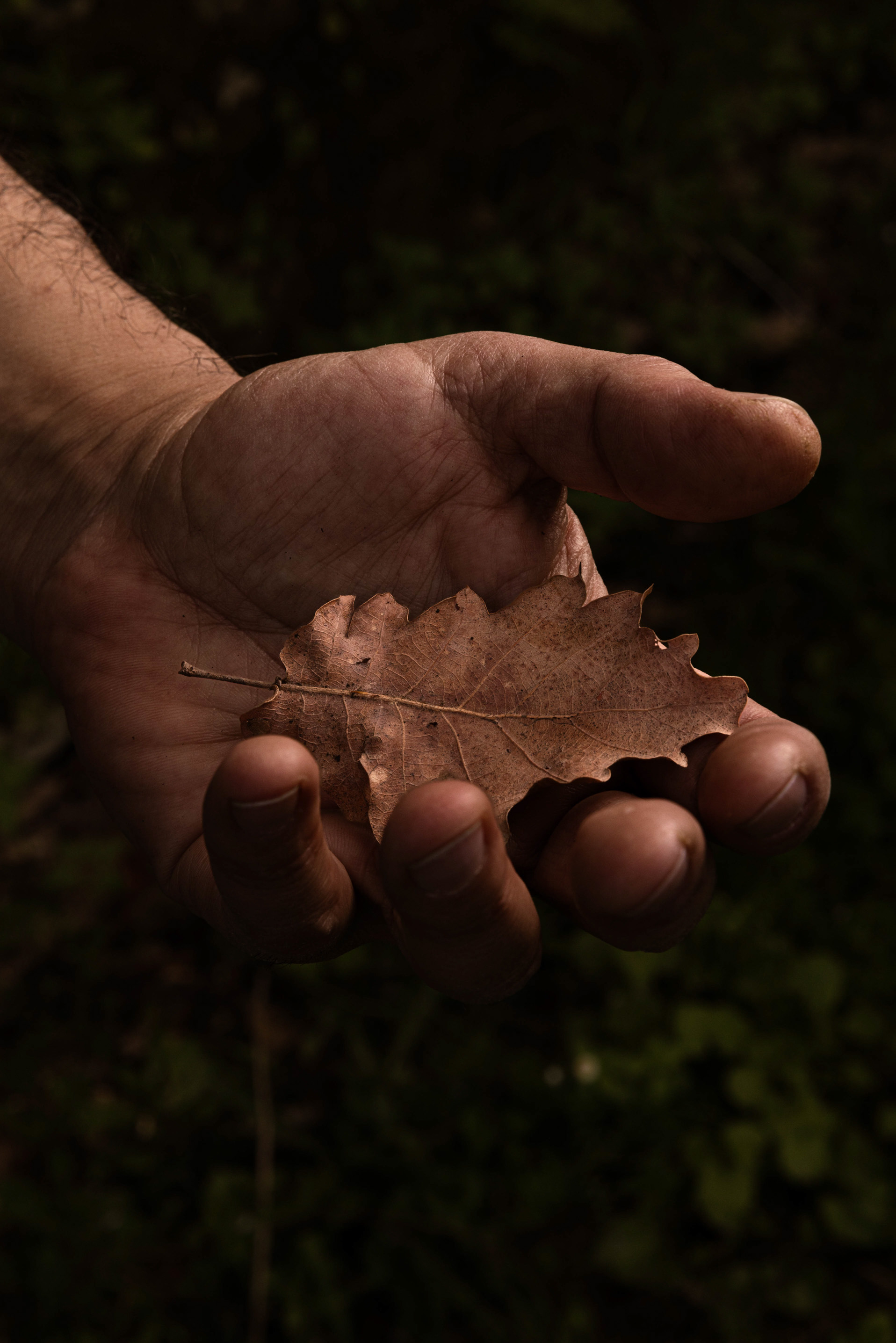 Mano che raccoglie una foglia di quercia nel bosco — Torrepani, Sezze